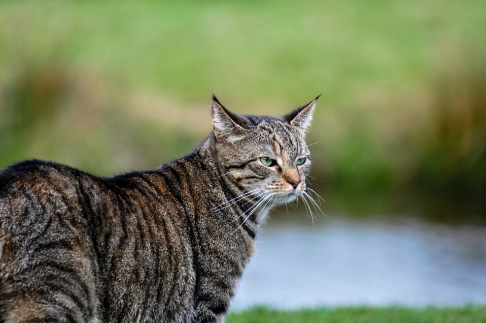 grass wildlife cat mammal fauna whiskers 49246 pxhere.com