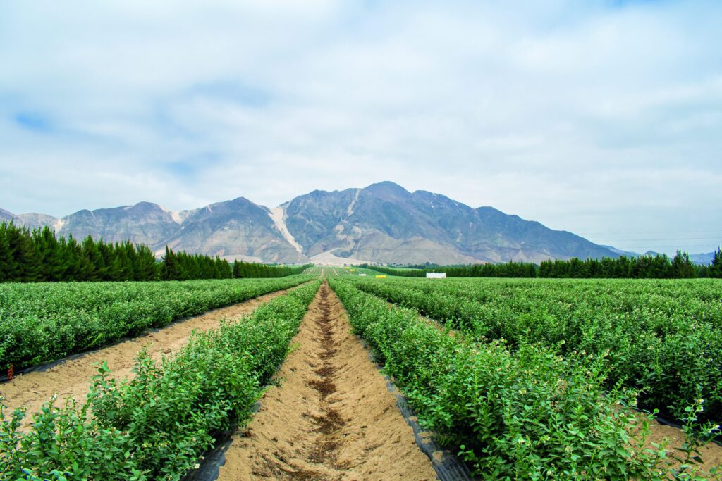 campo arandanos scaled 4