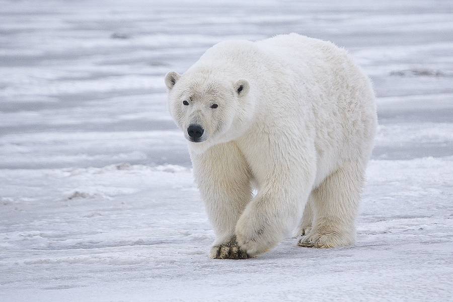 polar bear (sow), near kaktovik, barter island, alaska