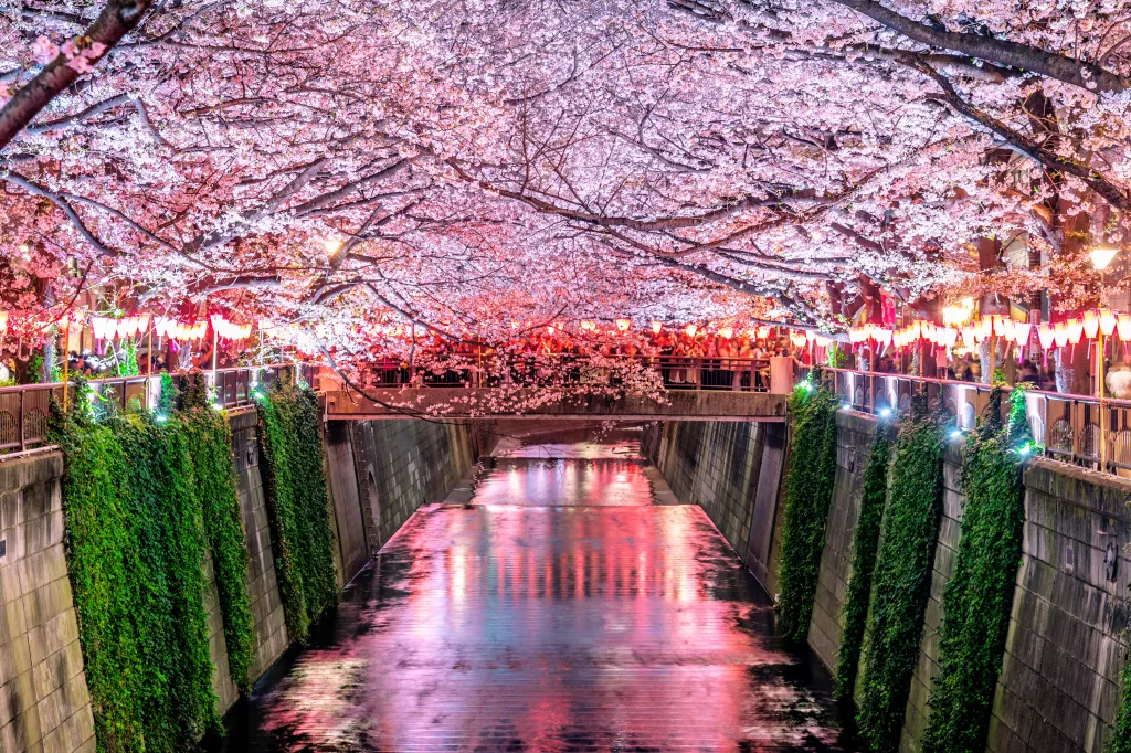 cherry blossom rows along the meguro river in tokyo japan 1 3