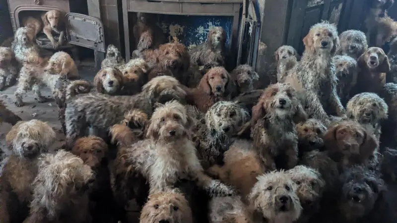 Los 250 perros hacinados en una pequeña casa de Inglaterra y su “sorprendente” recuperación tras ser rescatados 4a1780b0 3423 11f1 aa50 fd39c44a0779.jpg