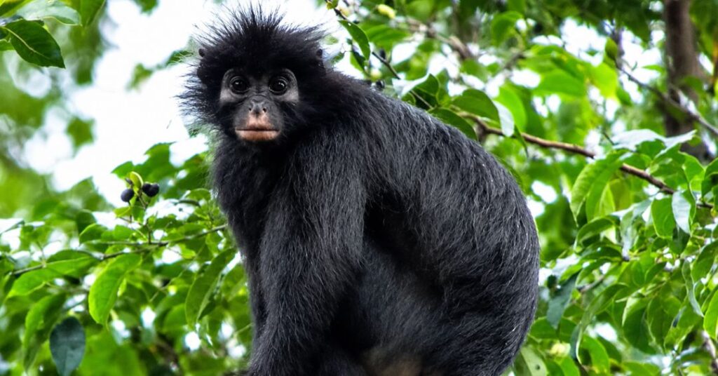 La nueva especie de mono con labios naranjas que fue descubierta en el corazón de África nueva especie mono labios anaranjados congo 1024x536