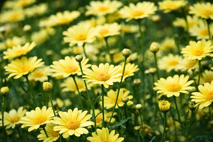 Día de la Primavera y Día del Estudiante: historia y significado del 21 de septiembre images (78)