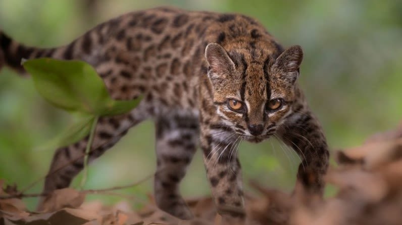 Un diminuto felino de Bolivia es identificado como una nueva especie nuevo gato bolivia